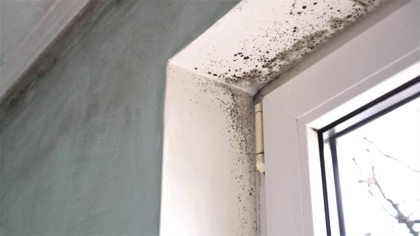 Best Mold Remediation for Vacation Homes  in Paradise, NV