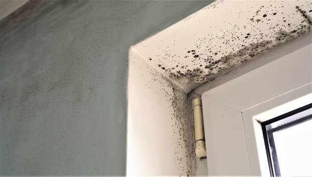 Best Attic Mold Removal  in Paradise, NV