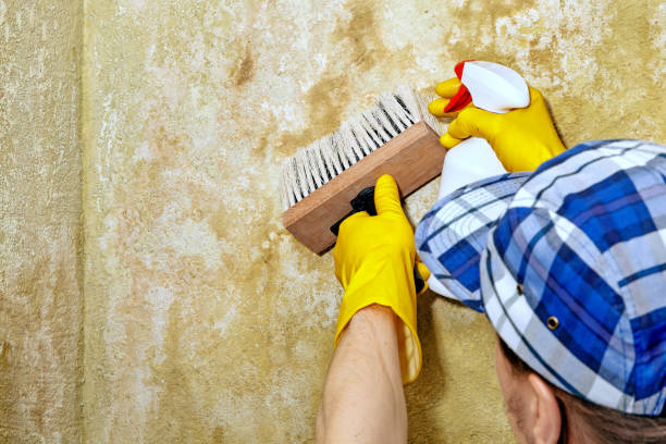 Best Post-Construction Mold Inspection  in Paradise, NV