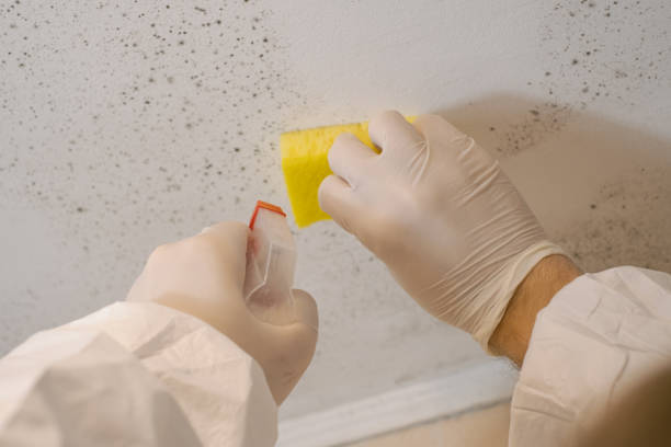 Best Mold Removal for HVAC Installations  in Paradise, NV