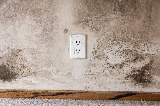 Best Mold Odor Removal Services  in Paradise, NV