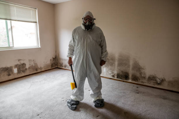 Best Emergency Mold Remediation  in Paradise, NV